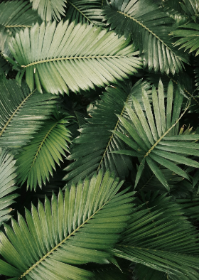 gold membership image