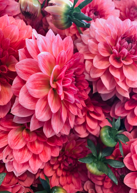 gold membership image