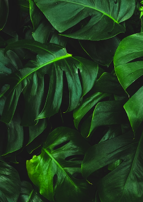 gold membership image