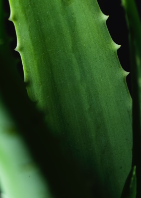 gold membership image